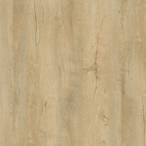 A424 Дъб лефкас ЛПДЧ | Kastamonu